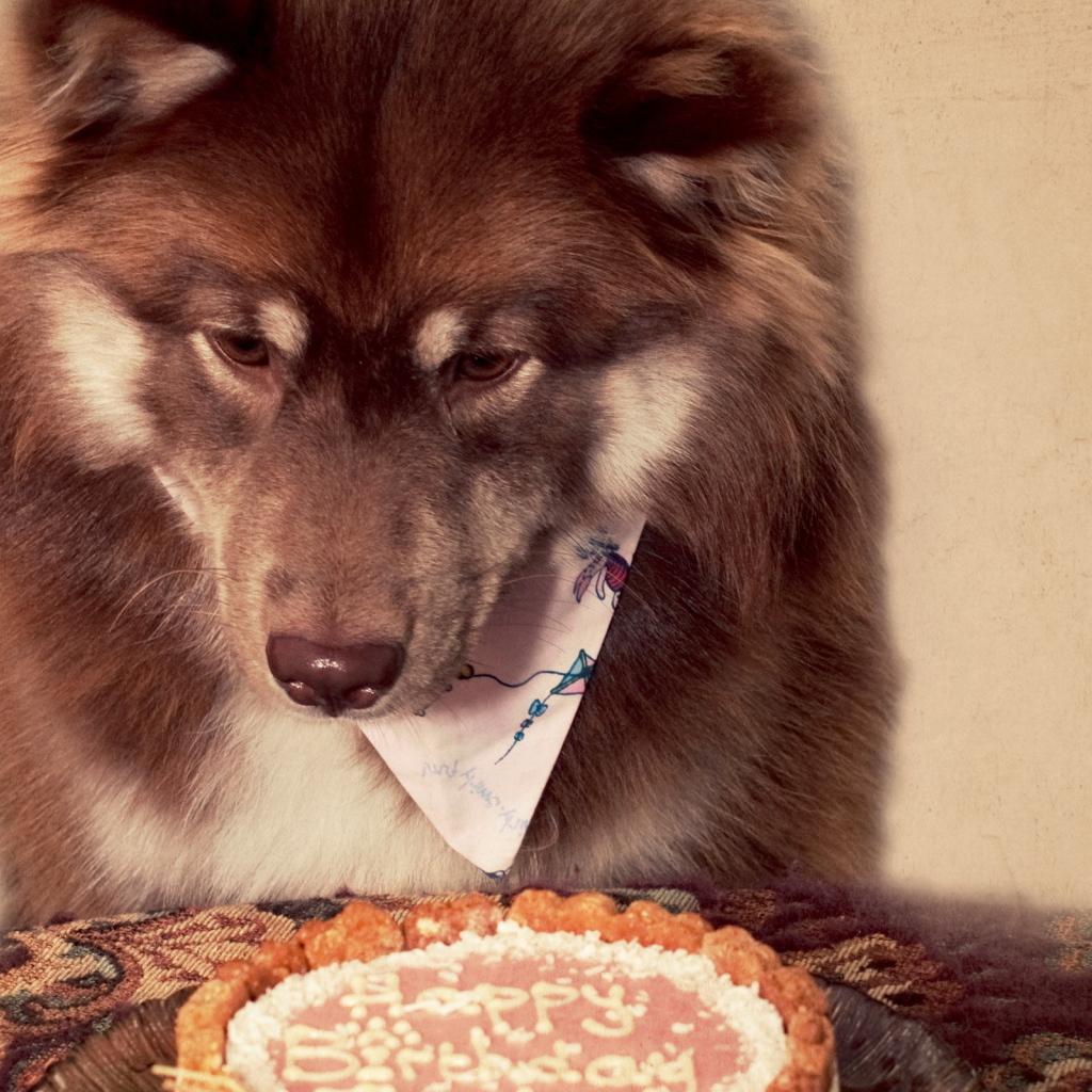 Лакомство для собаки на день рождения