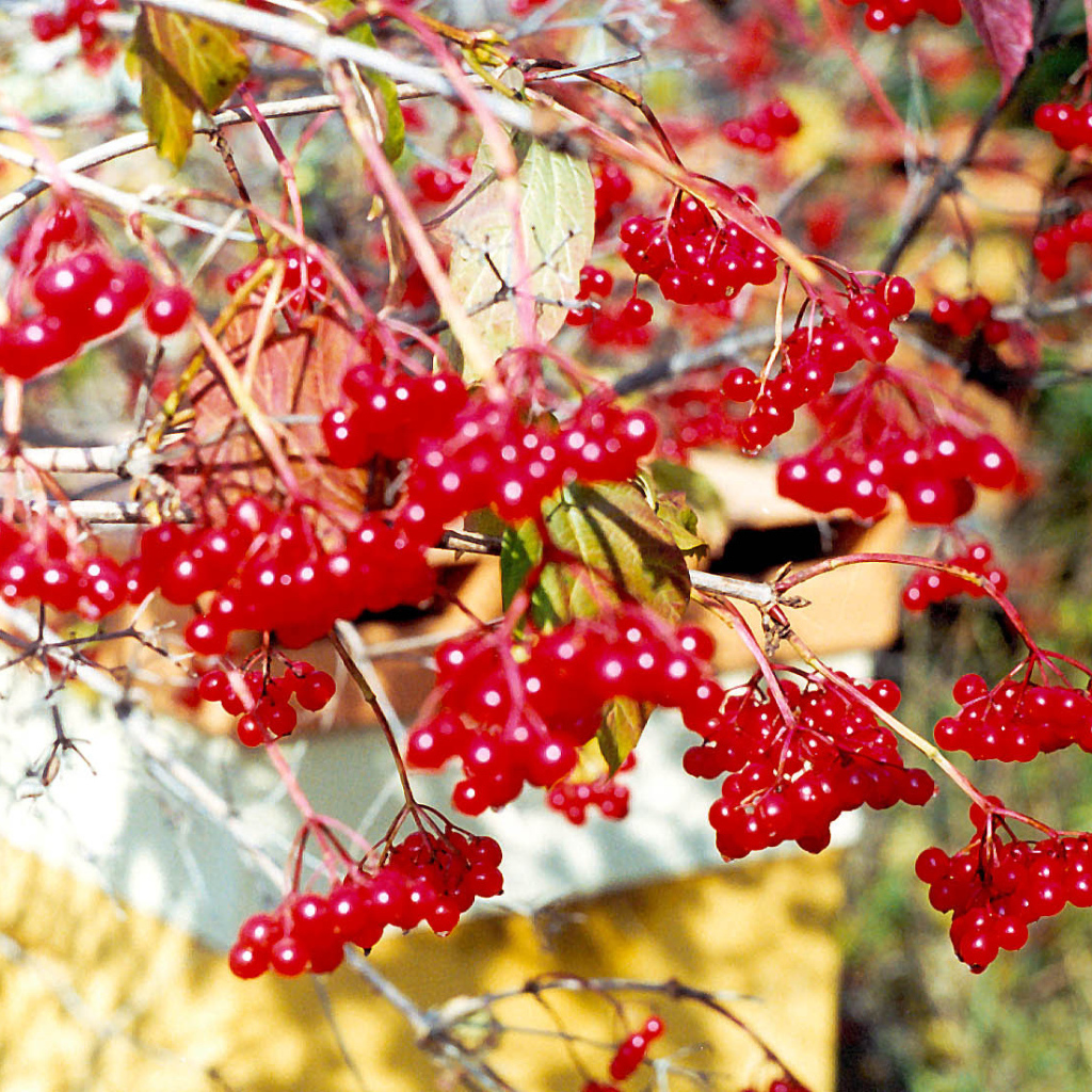  Калина Красная