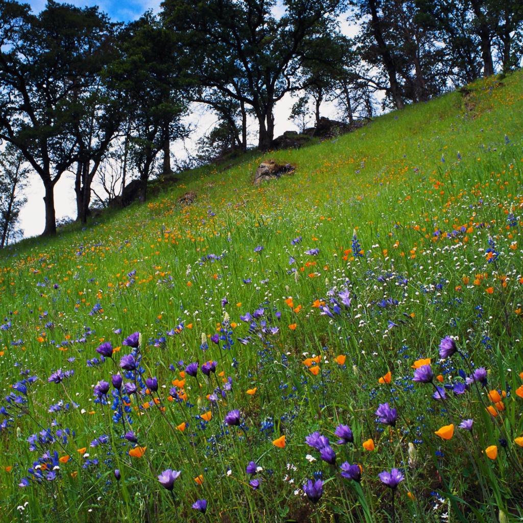 Цветочный склон