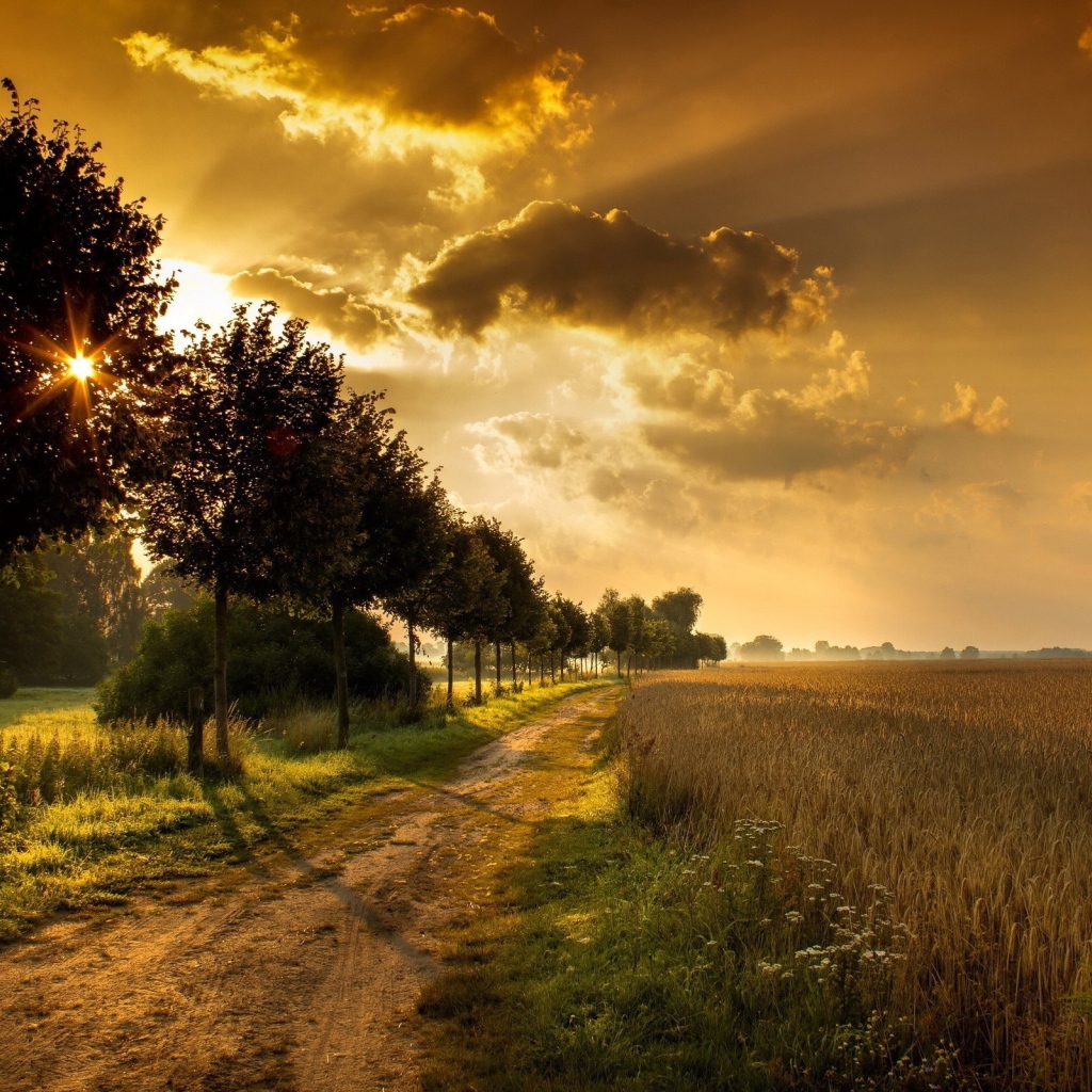 Дорога у поля