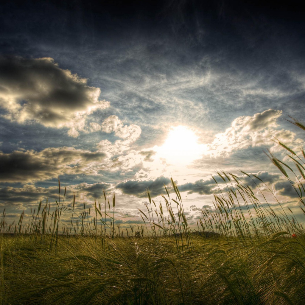 Пшеничное поле летом