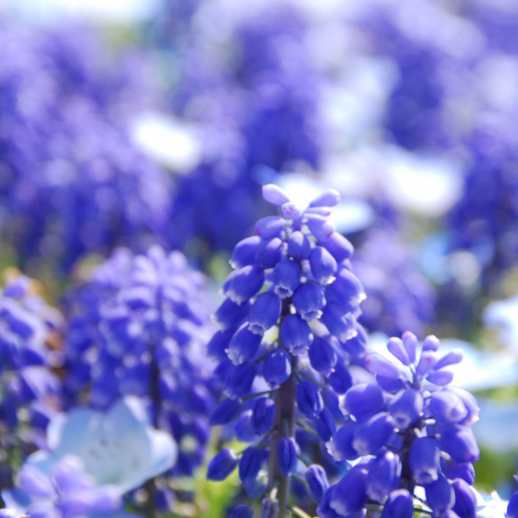 Голубые Гиацинты