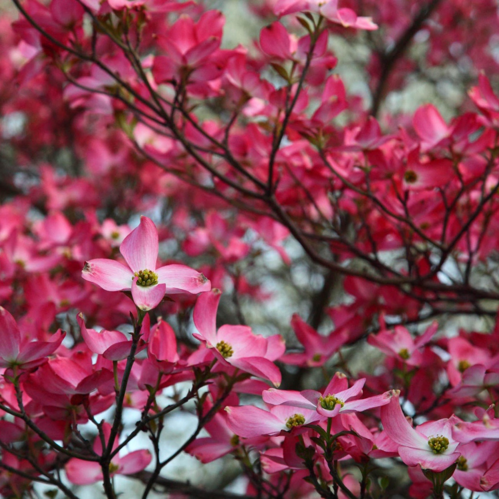 Веточка розовых цветов