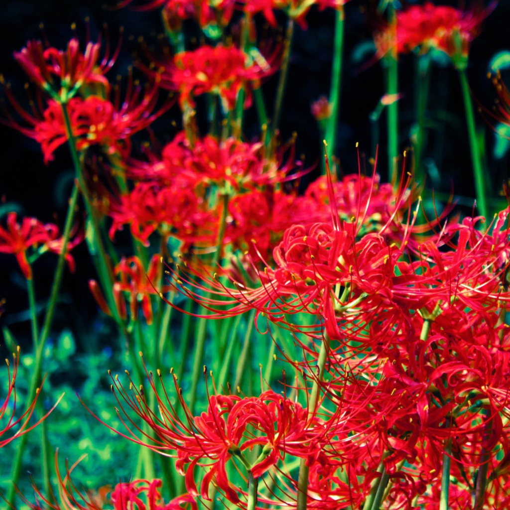 Яркие красные цветы