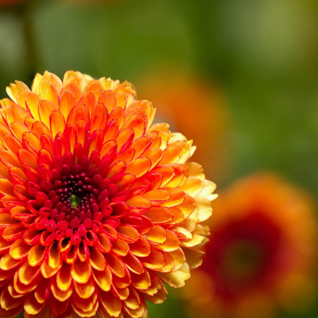 Жгучий цветок