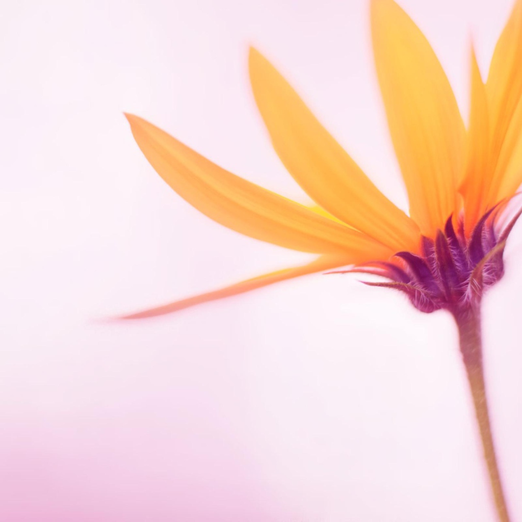 Нежный желтый цветок