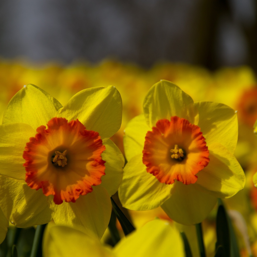 Поле желтых цветов