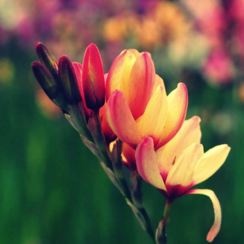 Цветы в саду