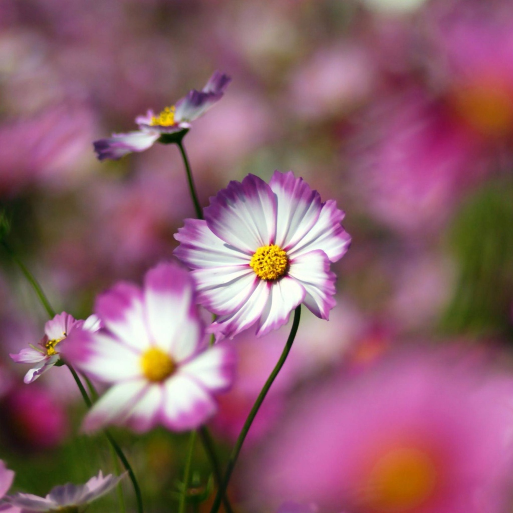 Цветы с желтым центром