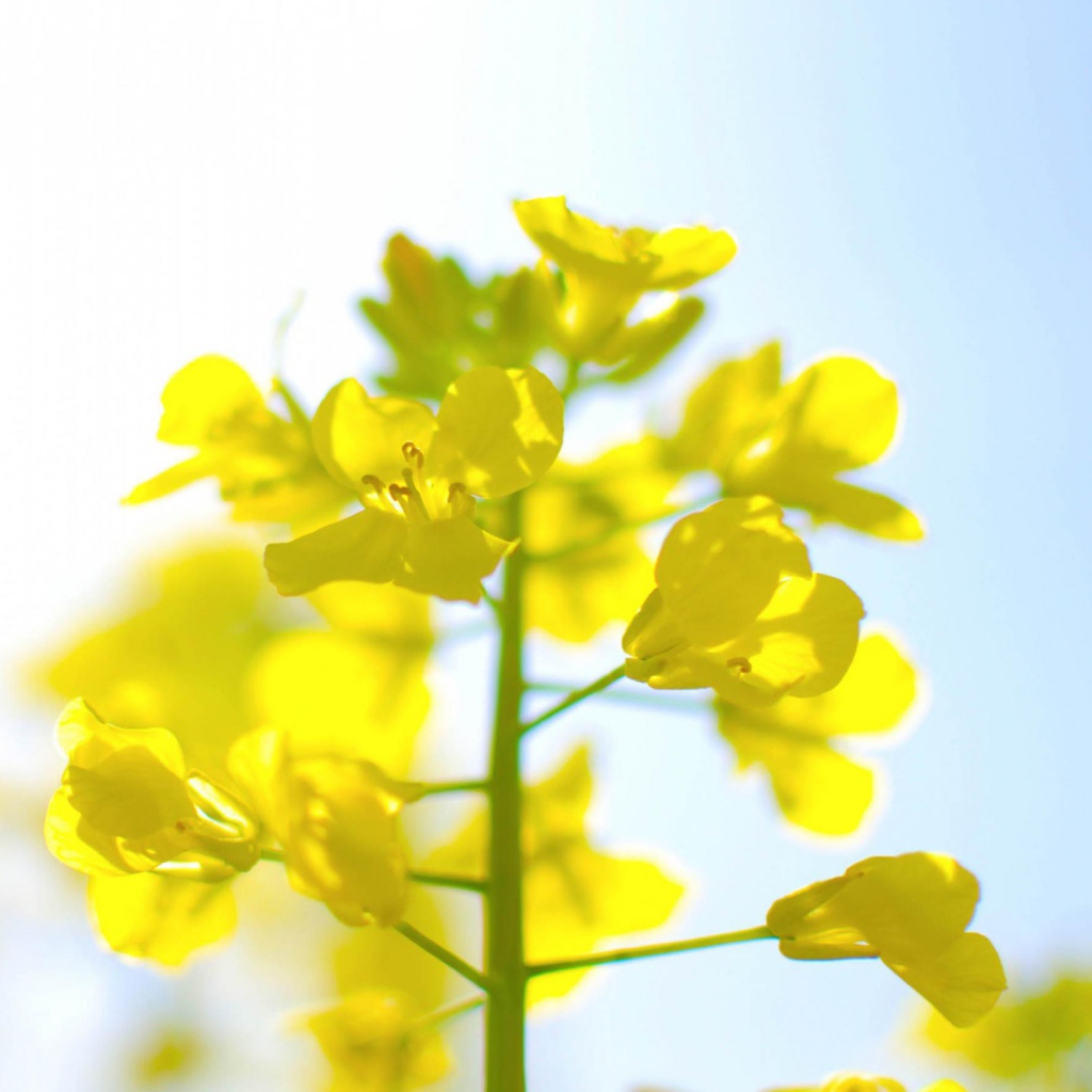 Нежные цветы