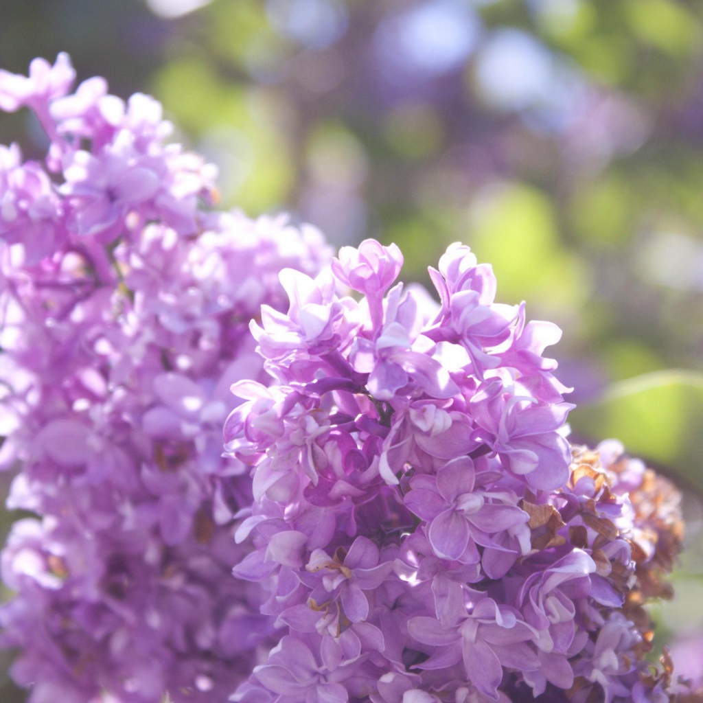 Нежная сирень