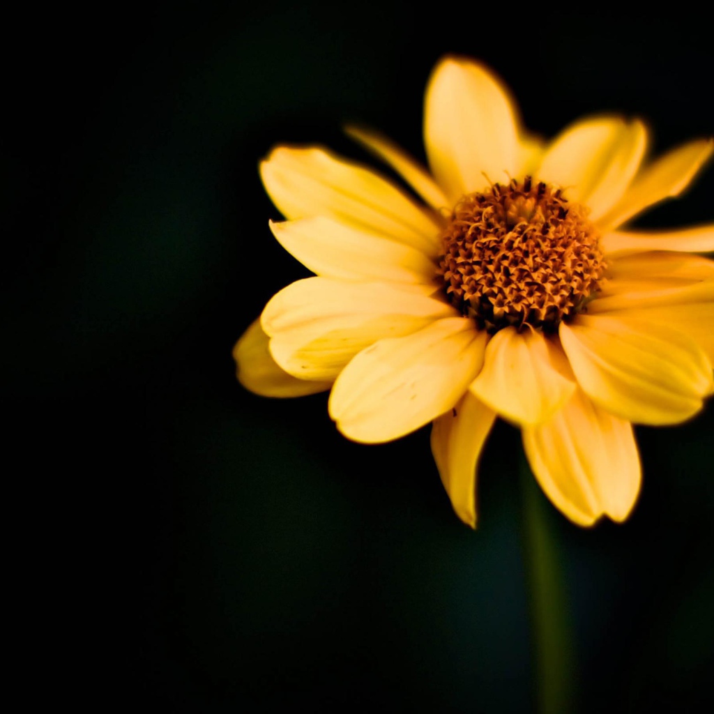 Японский цветок