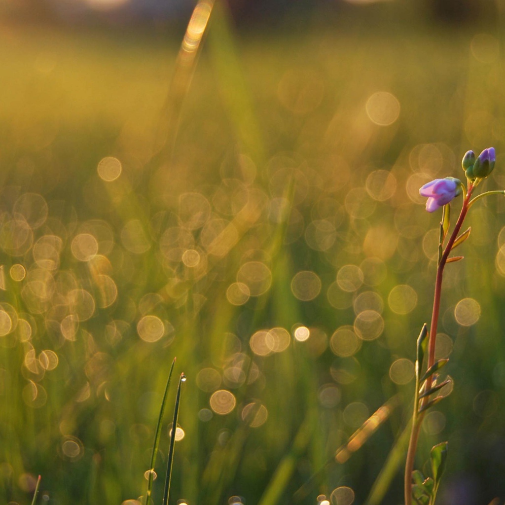 Одинокий цветочек