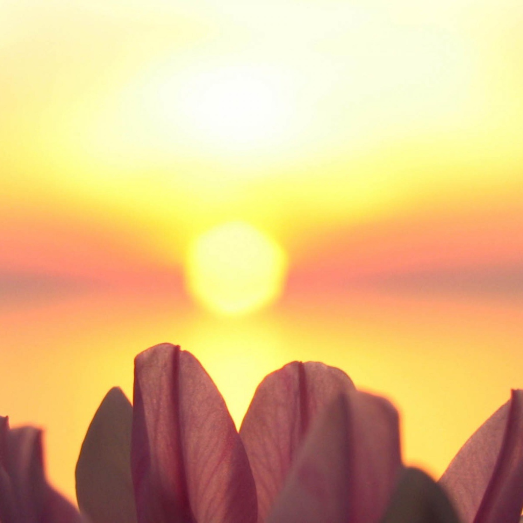 Лепестки на фоне солнца
