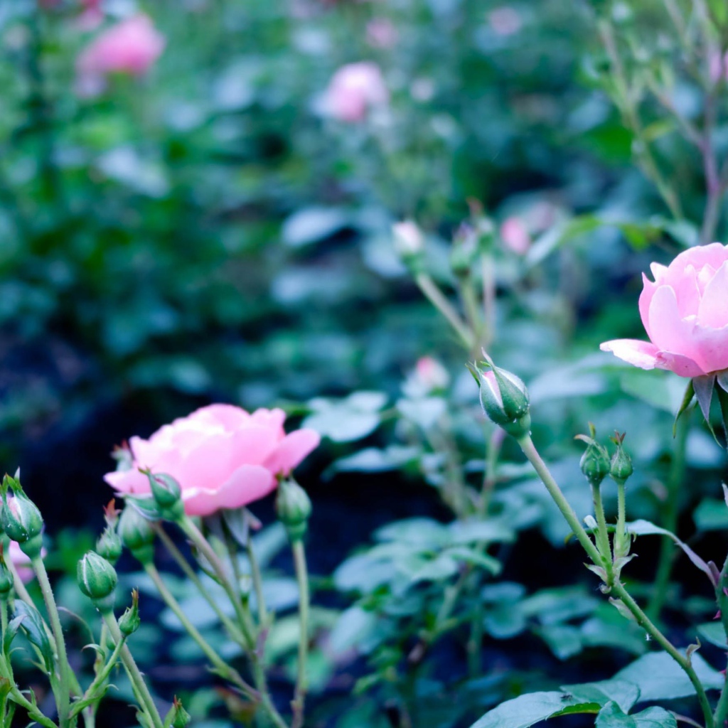 Розовые полевые цветы