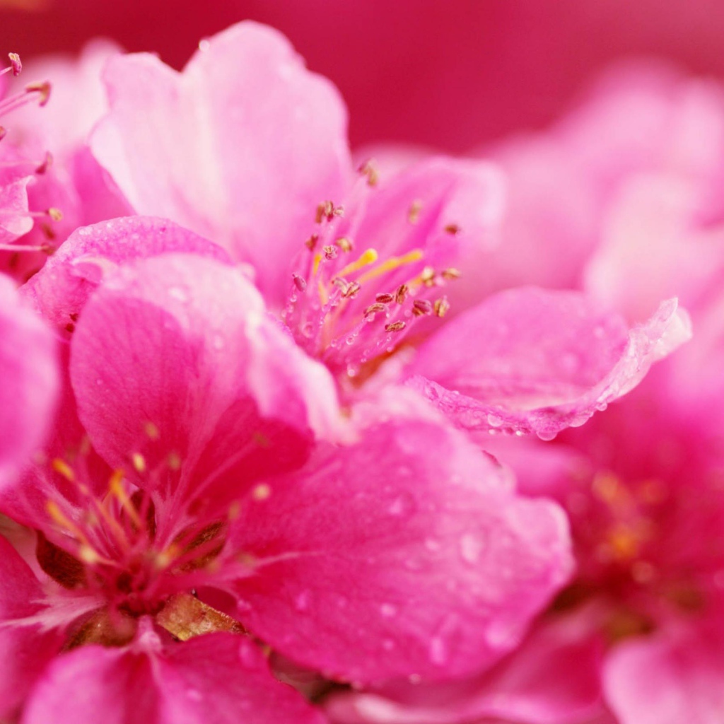 Весенние розовые цветы