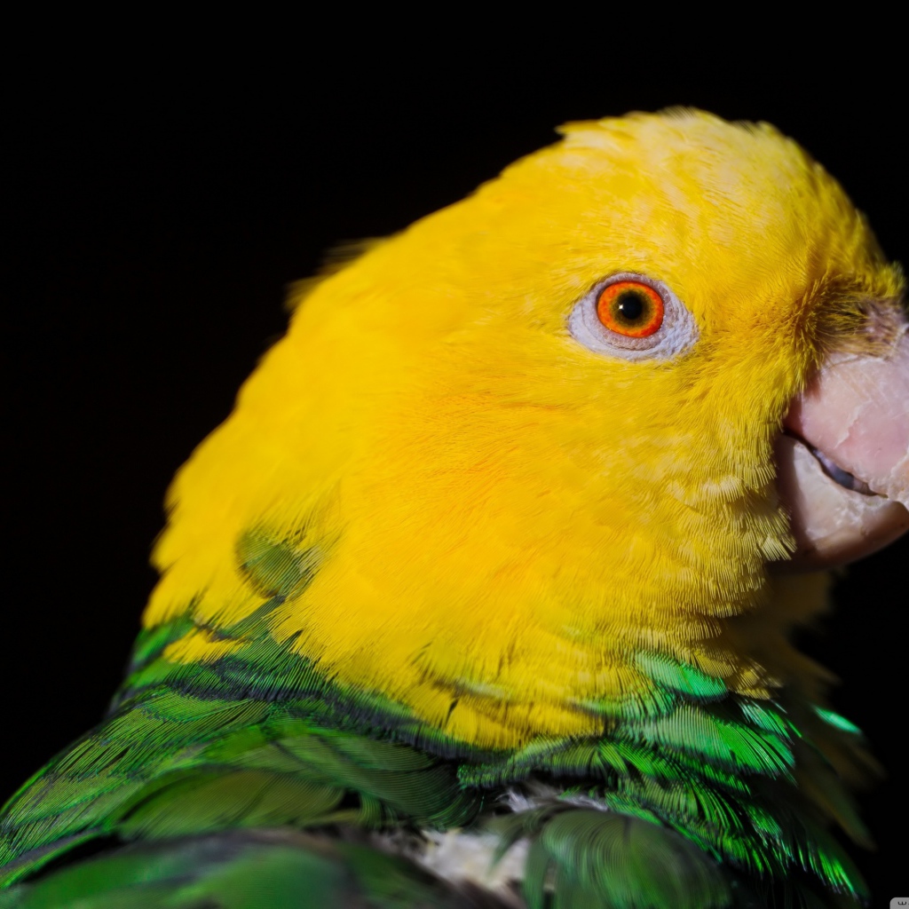 Двухцветный попугай