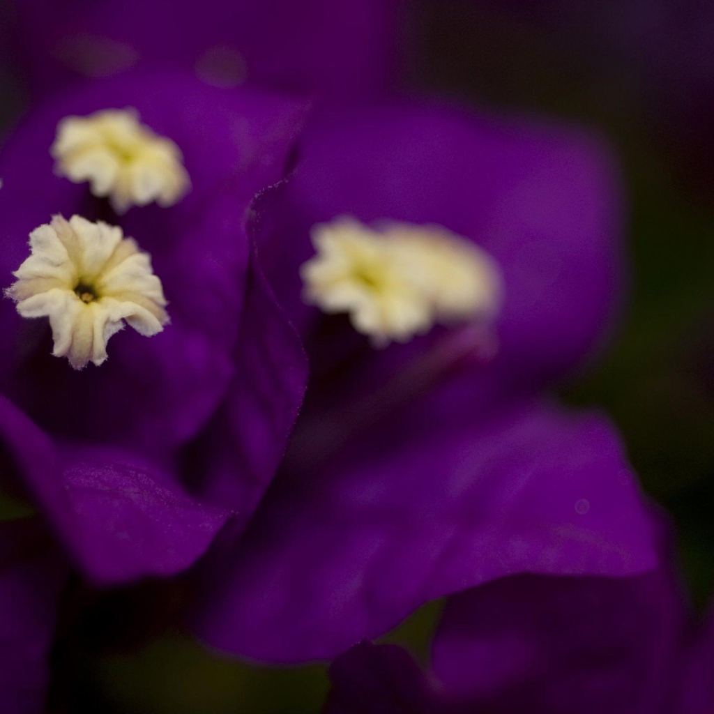 Фиолетовые цветочки