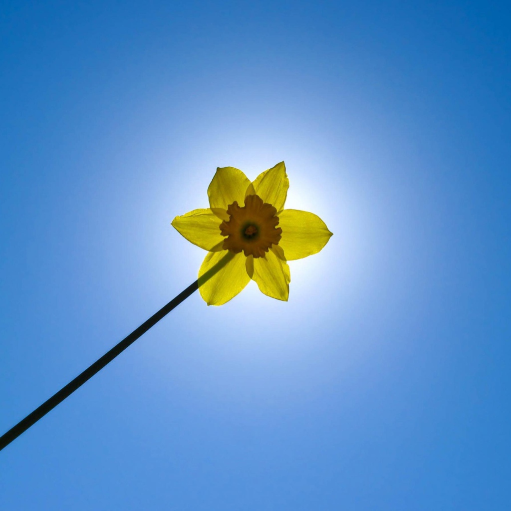 Желтый цветок на фоне неба