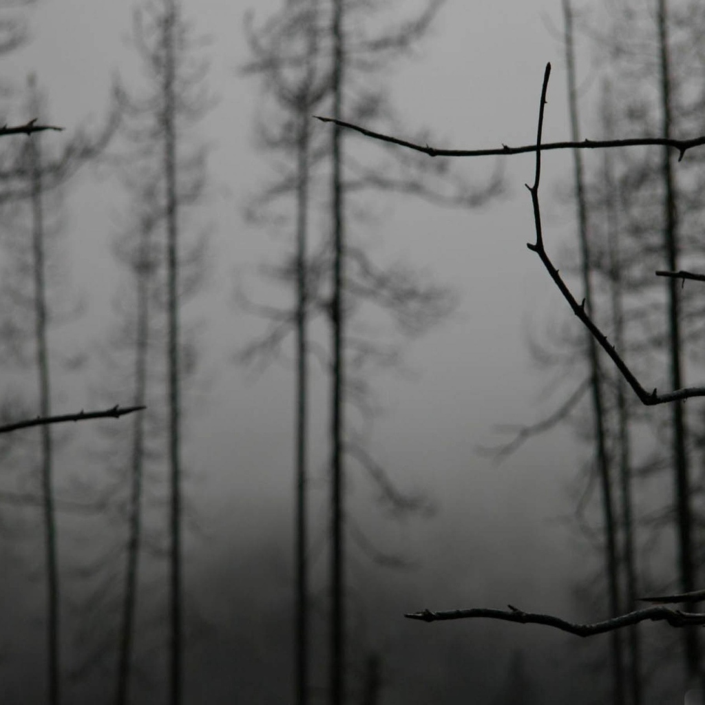 Ветки деревьев зимой