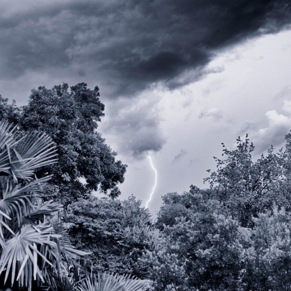 Молния в лесу