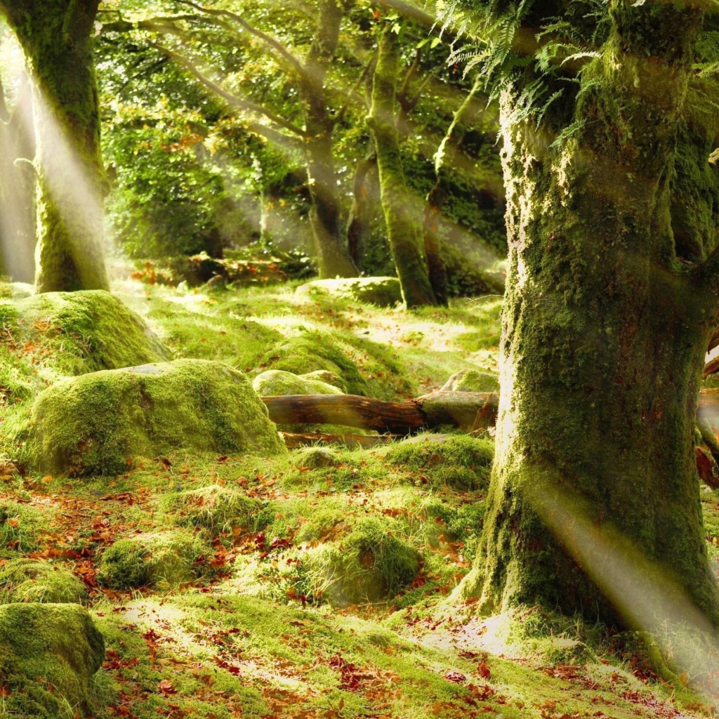 Солнечные лучи в лесу