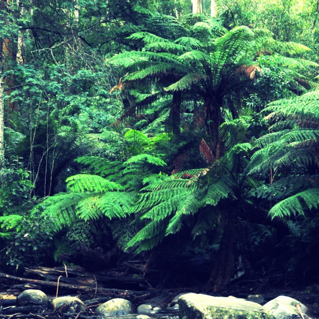 Лес в тропиках