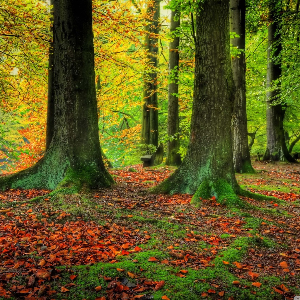 Стволы деревьев