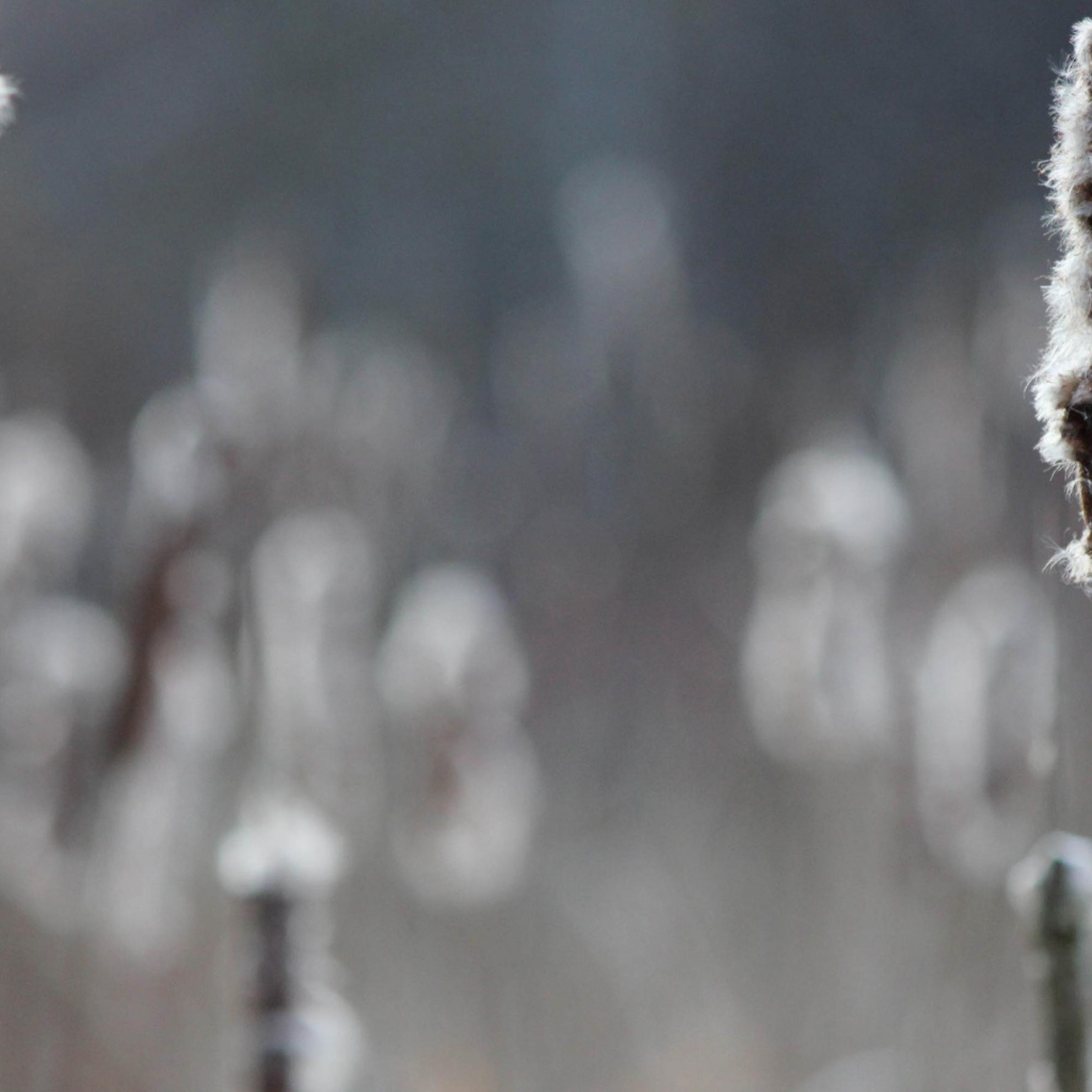 Два колоска