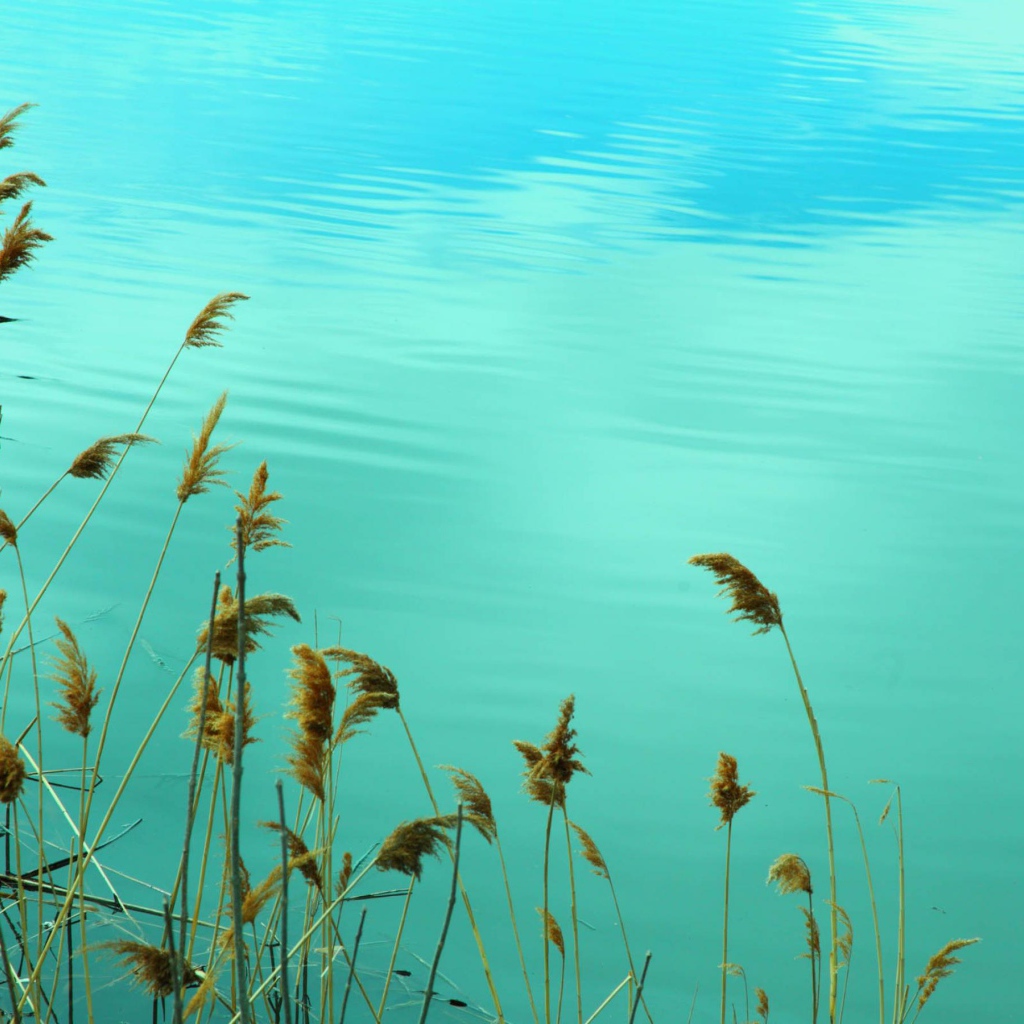 Растения у воды