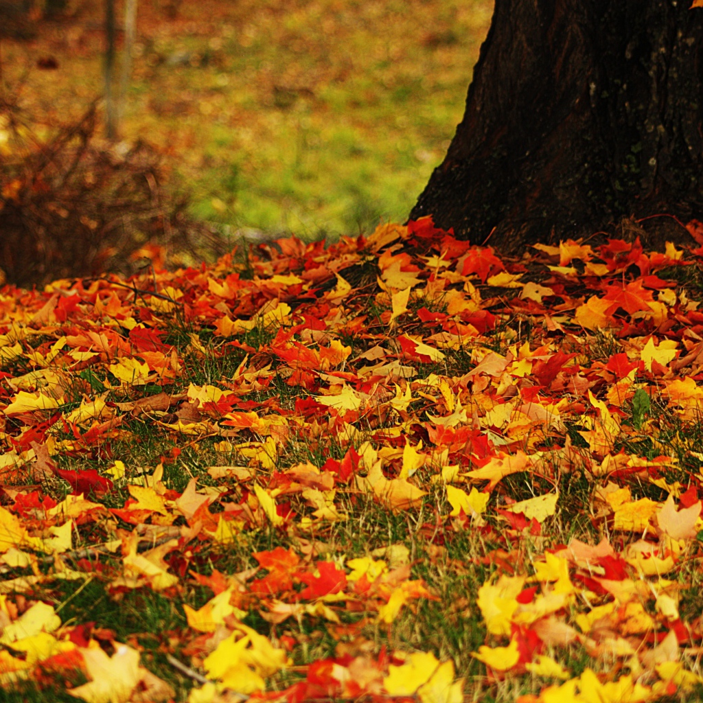 Желтые листья на земле