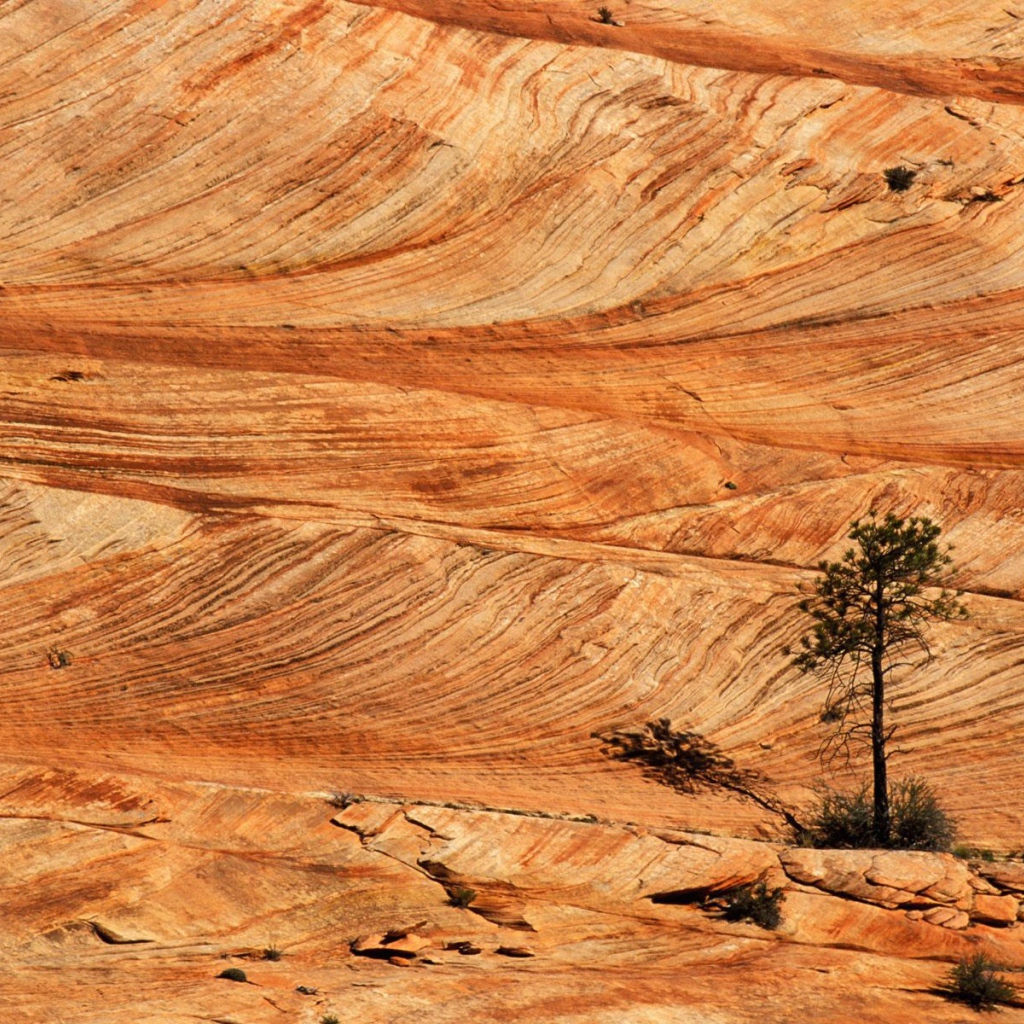 Lonely pine tree in the desert