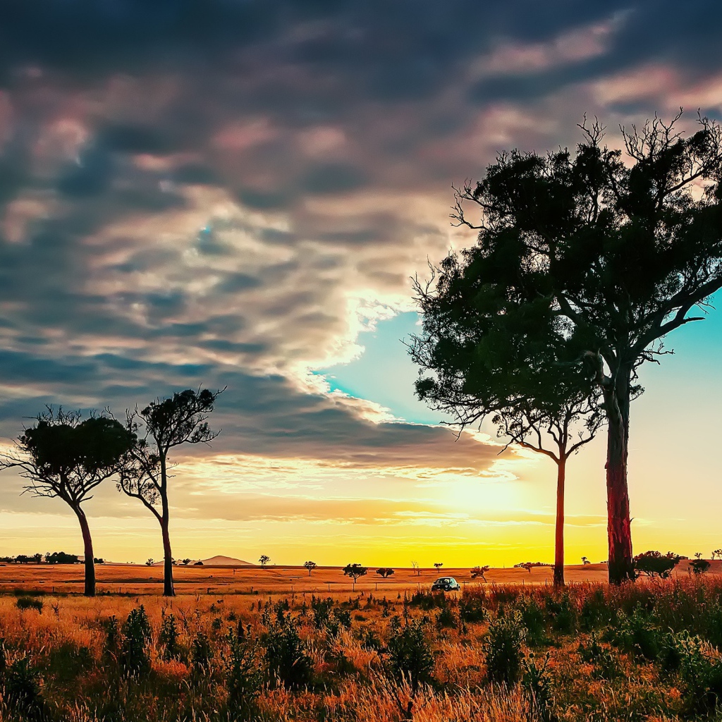 Деревья в африканской саванне