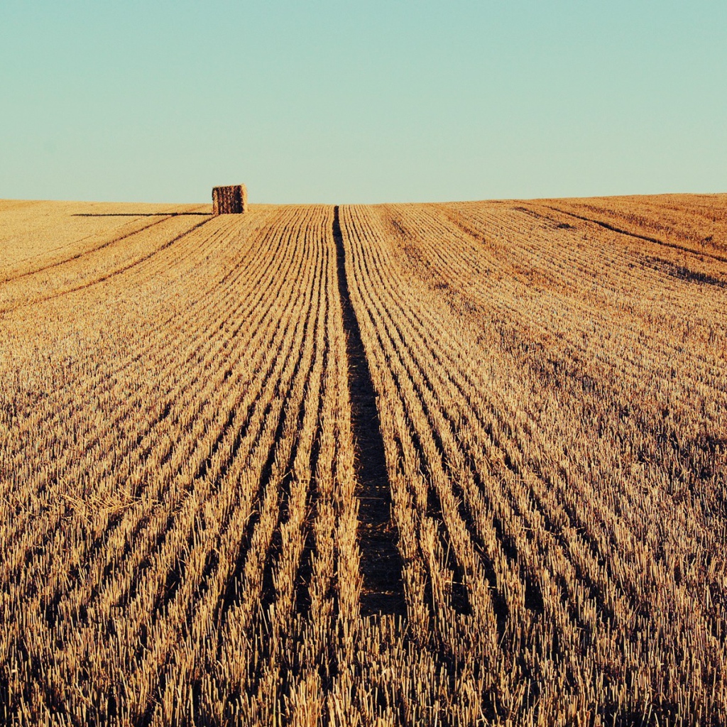 Осень скошенное поле