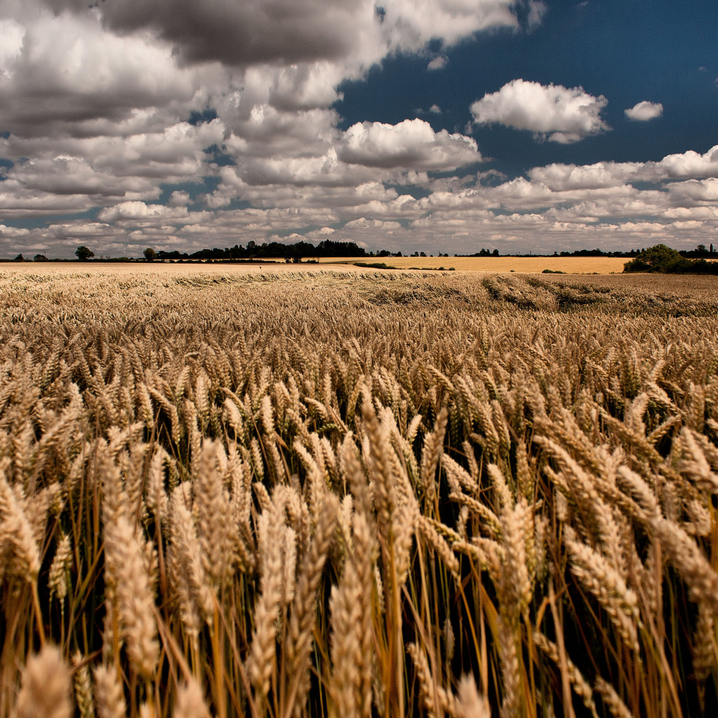 Облачное небо над полем пшеницы