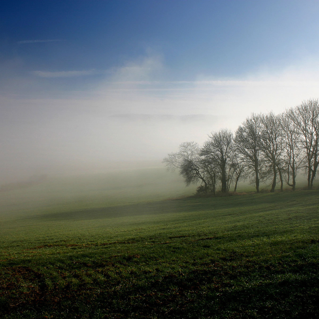 Туманное утро на поле