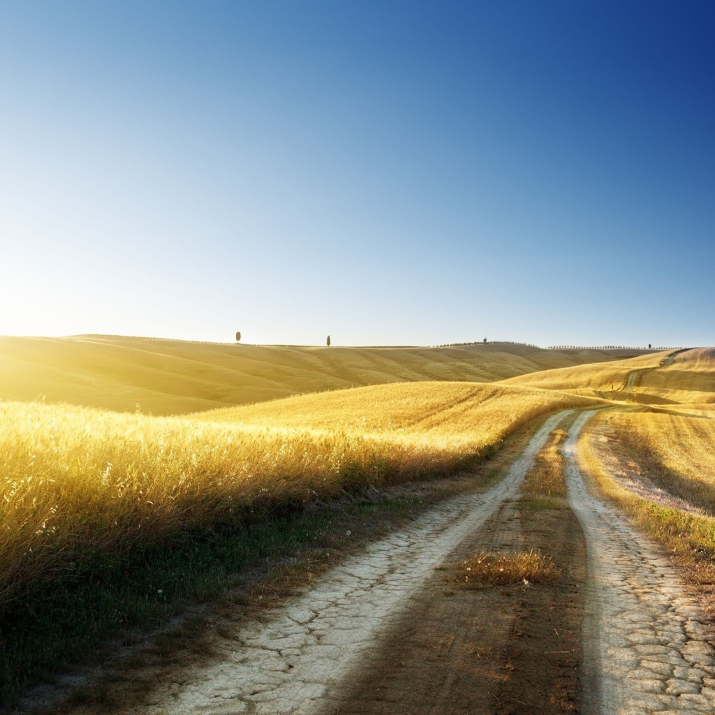 Золотые поля