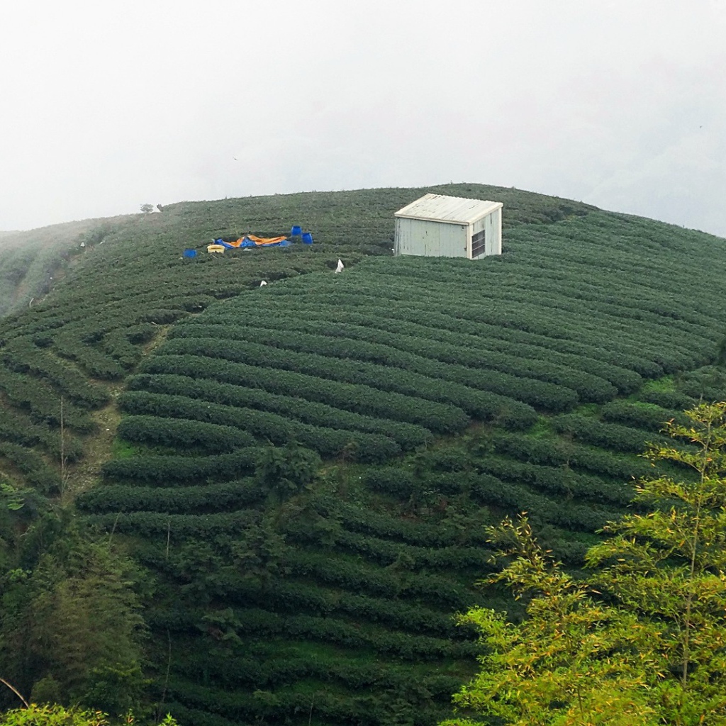 Горные плантации