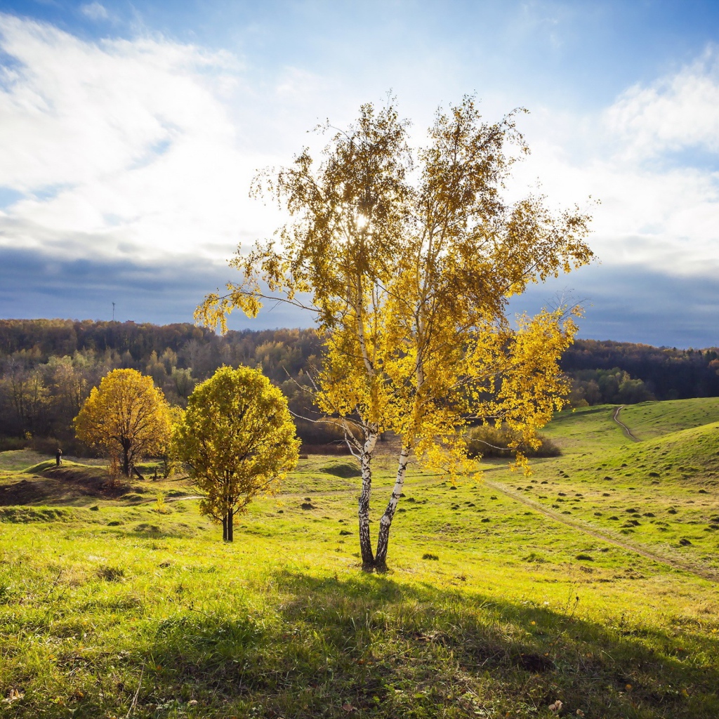 Русская береза на поле