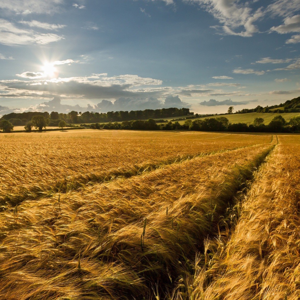 Восход солнца над полем