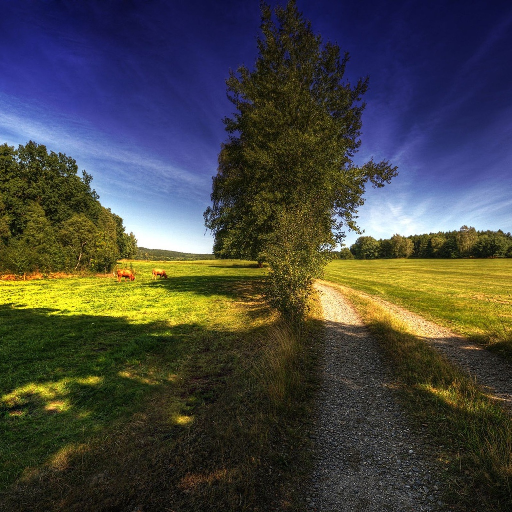 Дорога на поле