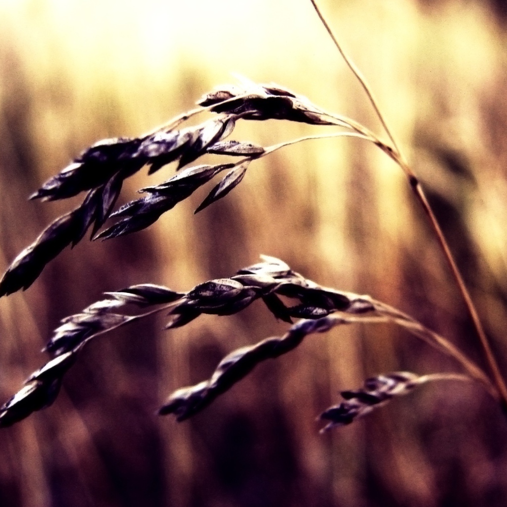 Колосок пшеницы