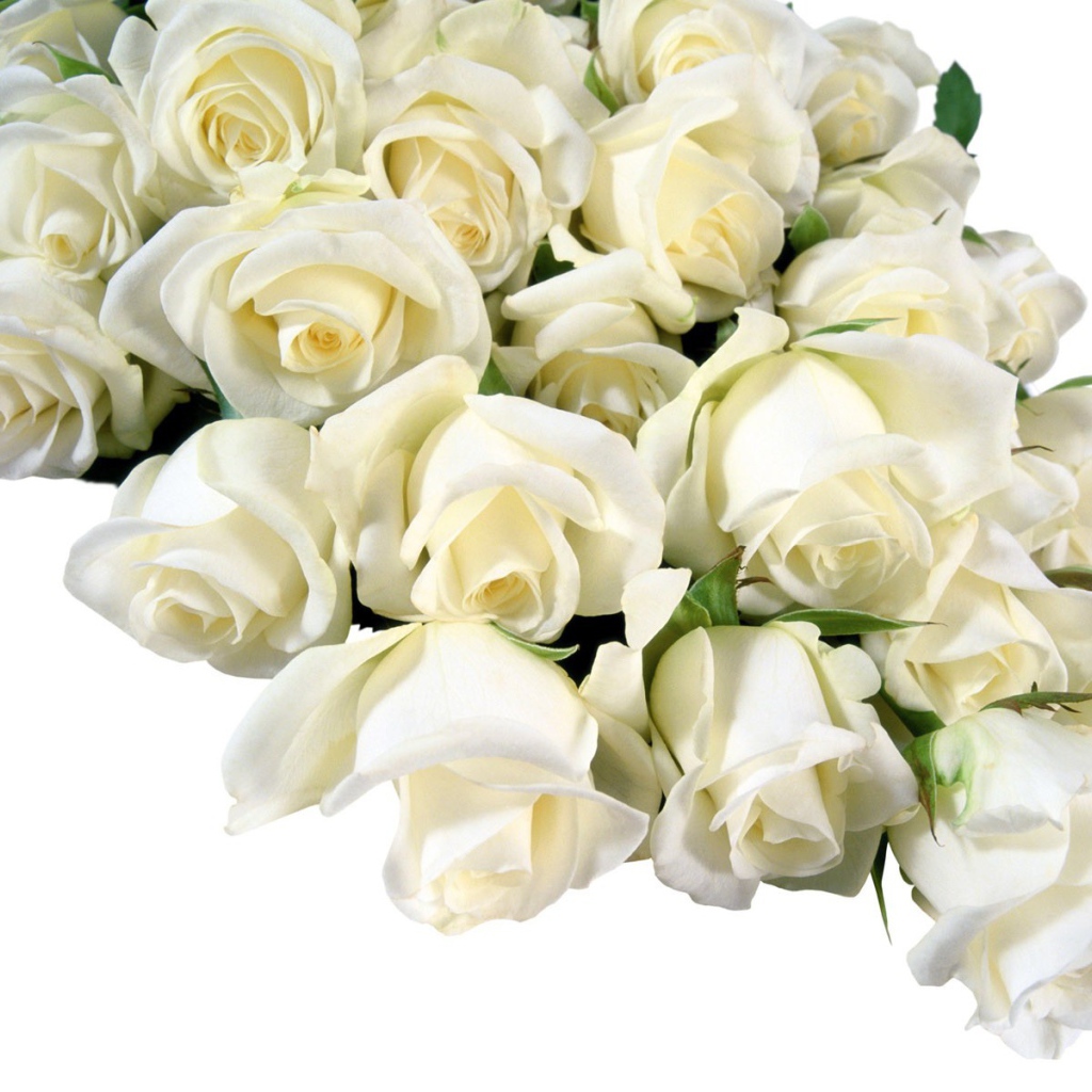 Букет белых роз