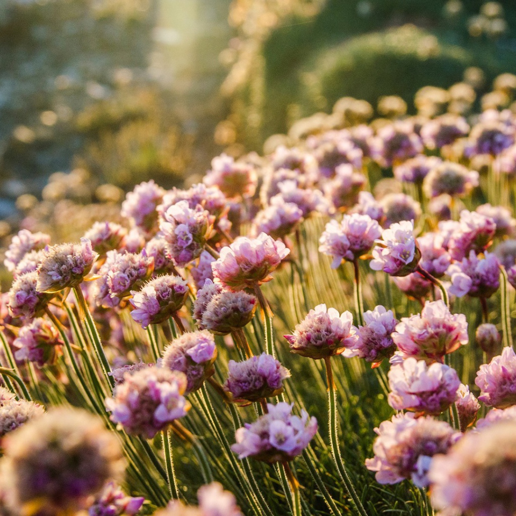 Море цветов