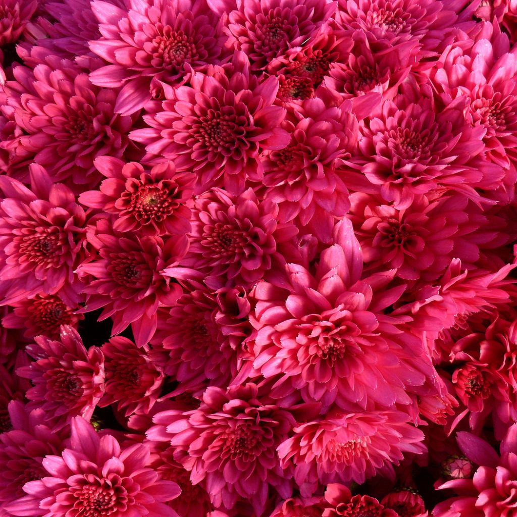 Фон из Хризантем