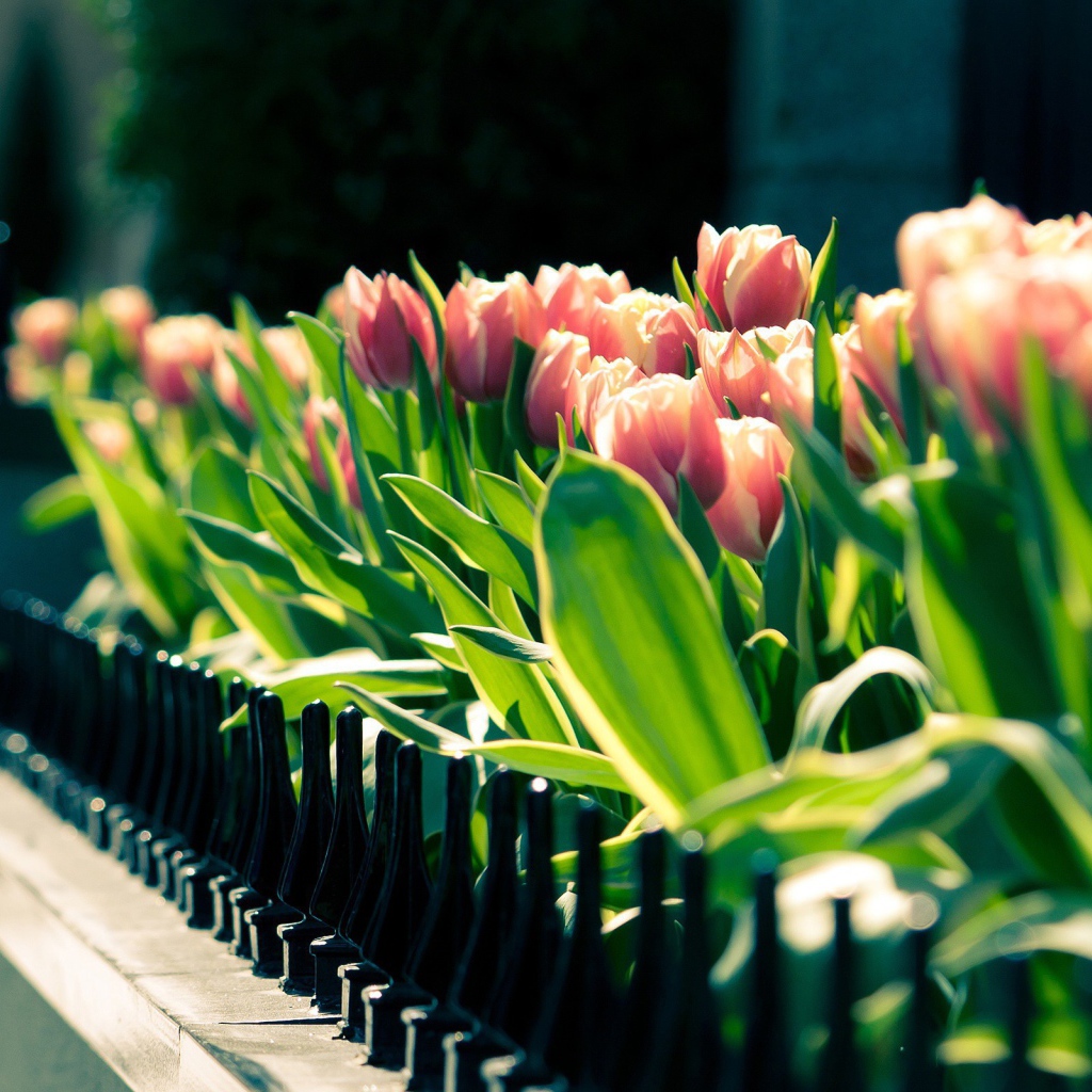 Клумба тюльпанов