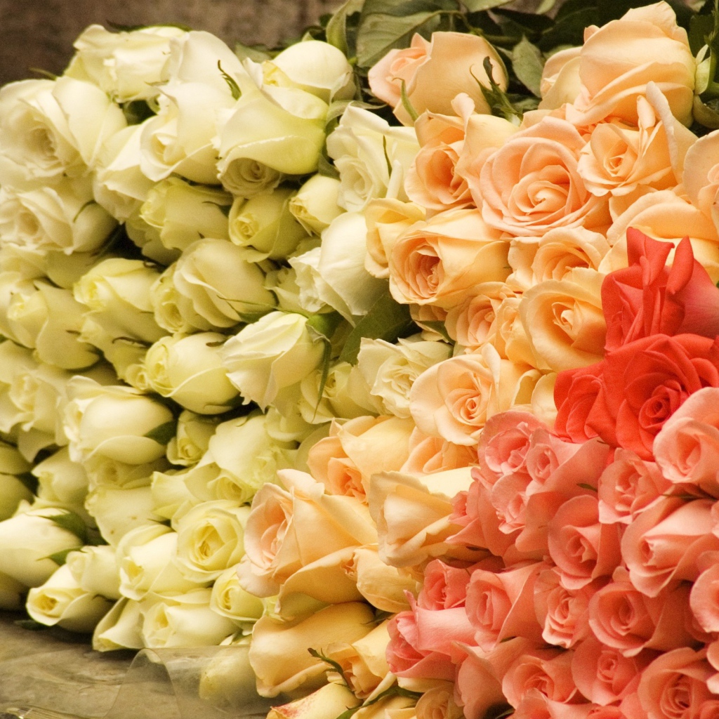 Большой букет роз