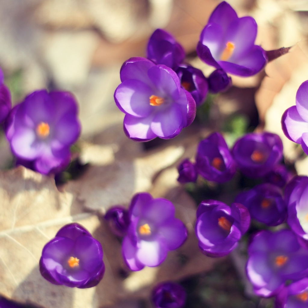 Цветут Фиолетовые крокусы