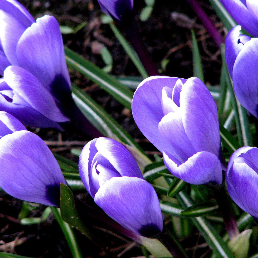 Цветут Крокусы