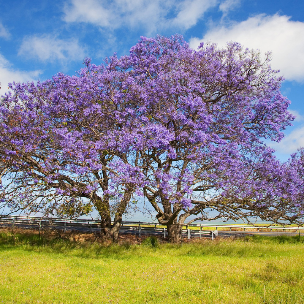 Цветет дерево жакаранда